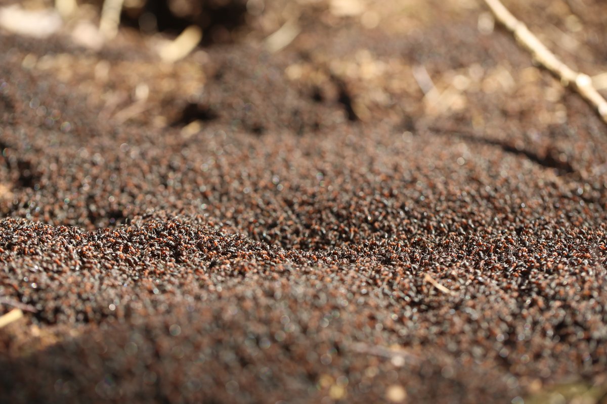 StaffsInvertScience (@sisf_2025) on Twitter photo Not long now B4 wood ants wake up & cluster on top of their nests 2 warm up in the early spring sunshine.Staffs holds a regionally important population of these scarce ants.U can find them at just 3 sites in Staffs, 1 is <a href="/CannockChaseNL/">Cannock Chase National Landscape</a> who'll B <a href="/SISF_2025/">StaffsInvertScience</a> this year. Not long now B4 wood ants wake up & cluster on top of their nests 2 warm up in the early spring sunshine.Staffs holds a regionally important population of these scarce ants.U can find them at just 3 sites in Staffs, 1 is <a href="/CannockChaseNL/">Cannock Chase National Landscape</a> who'll B <a href="/SISF_2025/">StaffsInvertScience</a> this year.