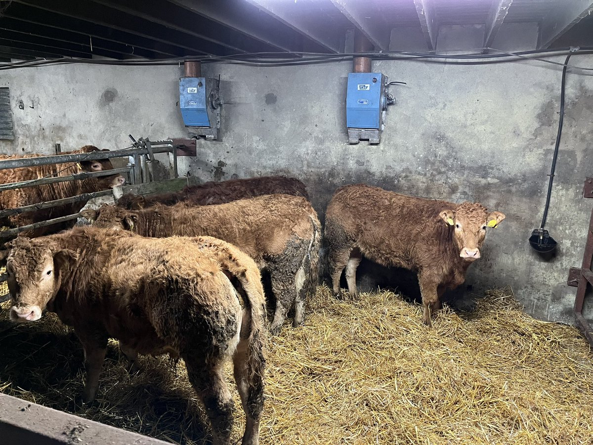 All going to plan, I’ll be selling these PBNR <a href="/irishlimousin/">Irish Limousin</a> weanlings on Friday night in <a href="/BallybayMart/">Ballybay Livestock Sales - prsa licence no 002727</a>. 2 heifers and 2 bulls.
