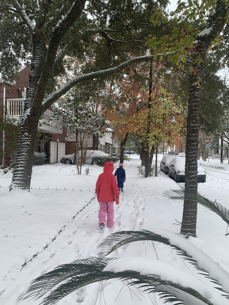 RKoganzon's tweet image. Houston finally gets a snow day too. Palm trees not happy.