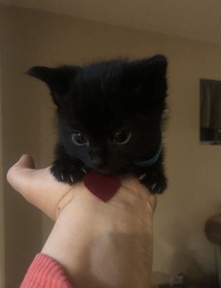Black cats are not bad luck tweet media