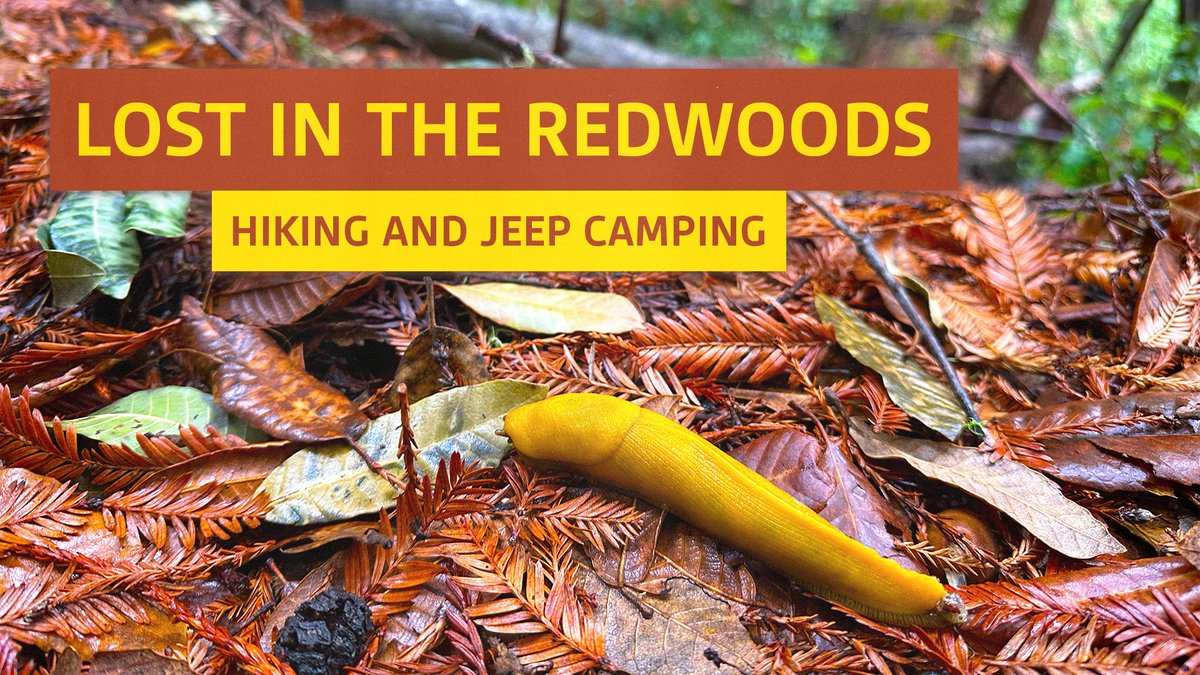 dadoodlydude's tweet photo. New YouTube video up now! Last leg of @222haleyeliza and I's eight day roadtrip around San Francisco exploring the redwood forests in our @Jeep from @EscapeCamperUSA 

https://t.co/6B9idflShY https://t.co/b9MhuCpQRx