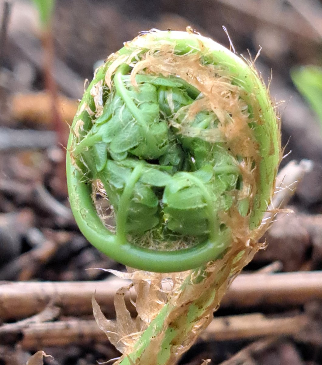 UteSchmid's tweet photo. @RCederfjard Thanks for inviting us to share #naturephotography. I'll mirror your green curl with a close up of a spring #fiddlehead snapped in the #copelandforest, ON, Canada I think! #ResidentialTourist #Snowflakelady https://t.co/FSgd41tmFH