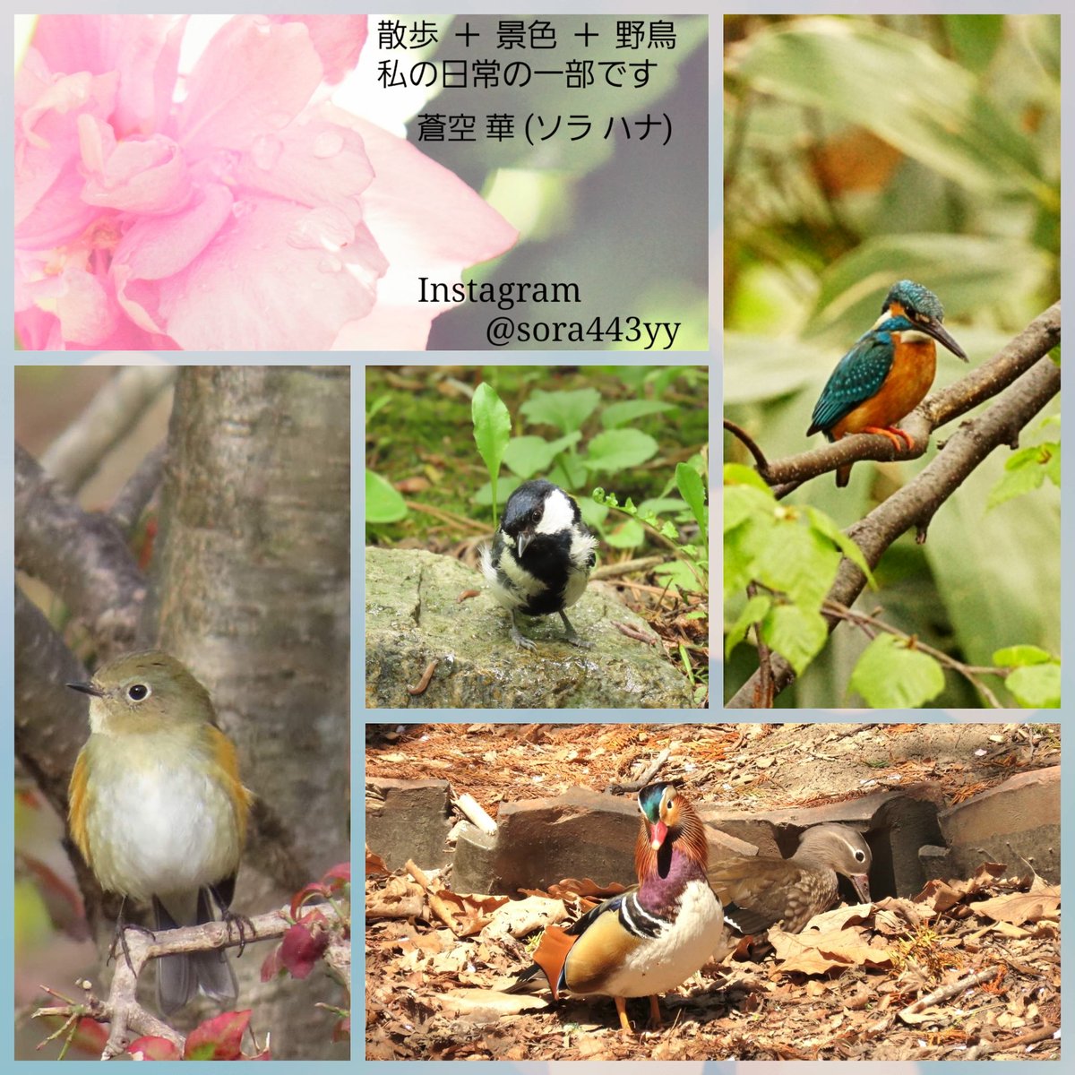 nandesu10's tweet photo. 【お知らせがあります】

昨年9月に開催された写真展に続き2月の
「none tittle 写真展vol.21」にも参加させていただきます

寒い季節となりますが､展示はカフェ店内なので､食事や飲み物等と共に写真も楽しんでいただけると嬉しいです

❇️前回は鳥でした！今回はまだ…未定😅
宜しくお願いします❕ https://t.co/hdOlHxBbst