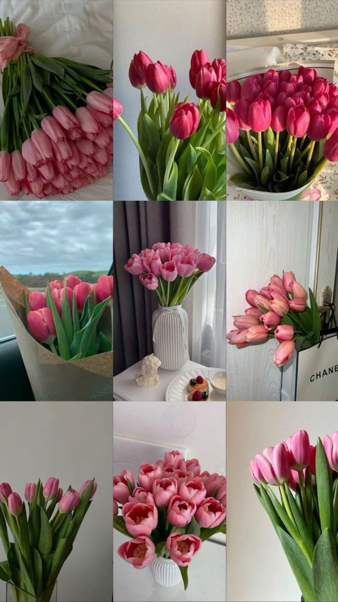 tulipslibrary's tweet photo. Pink tulips https://t.co/LKjm35mDqI