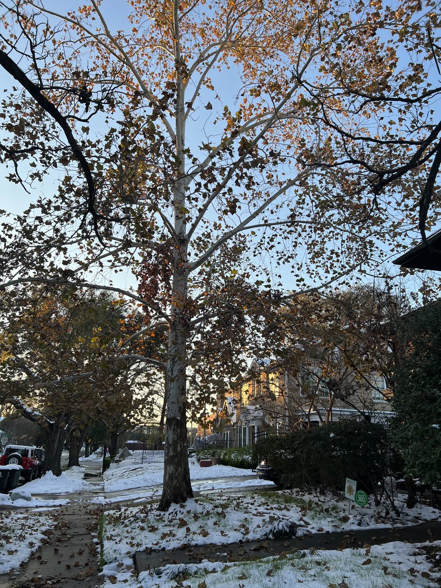 Snow in Houston!