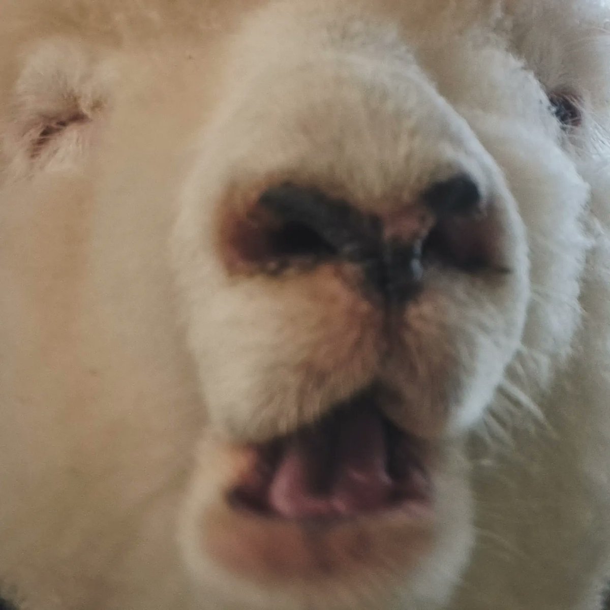 melemelesheep's tweet photo. #TLを動物のどアップでいっぱいにしたい https://t.co/FWB5e6FPrS