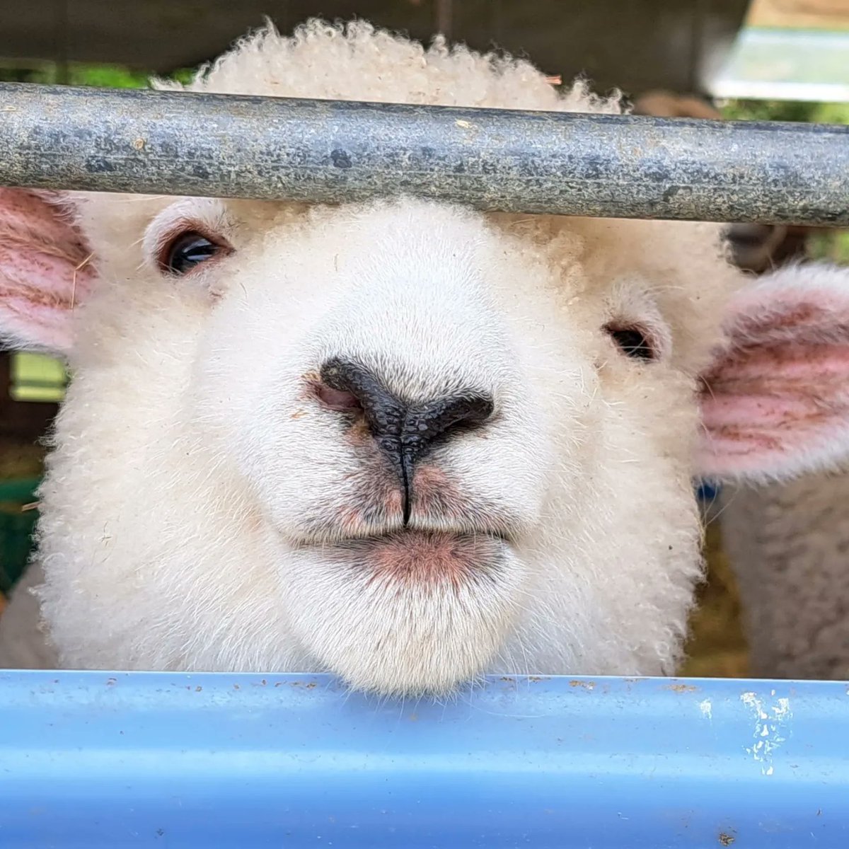 melemelesheep's tweet photo. #TLを動物のどアップでいっぱいにしたい https://t.co/FWB5e6FPrS