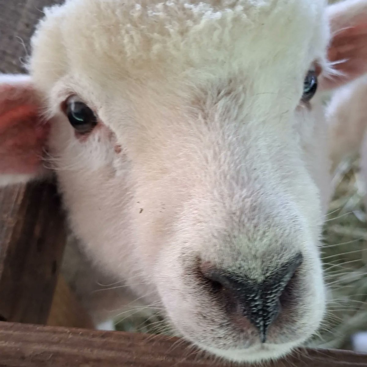 melemelesheep's tweet photo. #TLを動物のどアップでいっぱいにしたい https://t.co/FWB5e6FPrS
