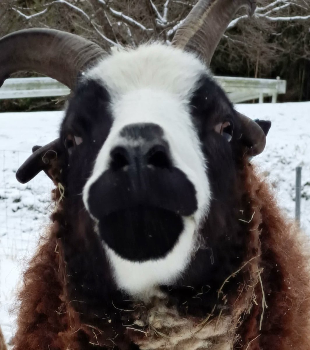 melemelesheep's tweet photo. #TLを動物のどアップでいっぱいにしたい https://t.co/FWB5e6FPrS