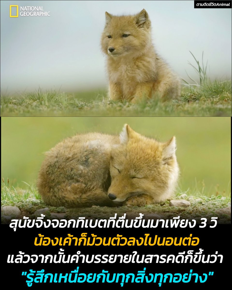 น้องสุนัขจิ้งจอกทิเบต ที่ตื่นมาในตอนเช้าพร้อมกับลมหนาวที่พัดมากระแทกใบหน้าอันเฉยเมย น้องทอดสายตามองทุ่งหญ้าอันกว้างใหญ่ ประมาณ 3 วินาที แล้วจากนั้นก็ม้วนตัวลงไปนอนต่อ พร้อมกับคำบรรยายในสารคดี National Geographic ที่ขึ้นมาว่า "ฉันรู้สึกเหนื่อยกับทุกสิ่งทุกอย่าง" 😶😐😑😴