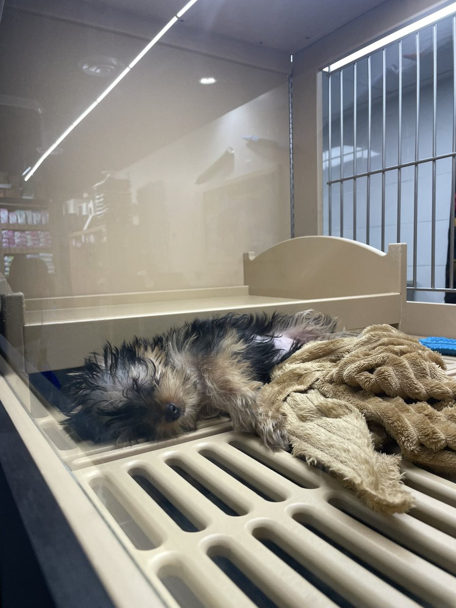 aifosssofia's tweet photo. @ZeroAbandonados @PAOTmx @monikballe @HELA_MORE @fellpudito @ACD_canal @Profeco @LIZGALLARDOof @MascotasSismo @JeaninneValrosa @AlcaldiaAO @AgatanCdmx @PerroContento @SEMARNAT_mx @Entrepyg @FundacionToby @Fund_CarlosSlim @EugenioDerbez Por què Petland tiene permiso de vender animales en esas condiciones? En parque Lindavista los tienen igual o peor! @ClaraBrugadaM @GobCDMX https://t.co/UhFpJbsUpg