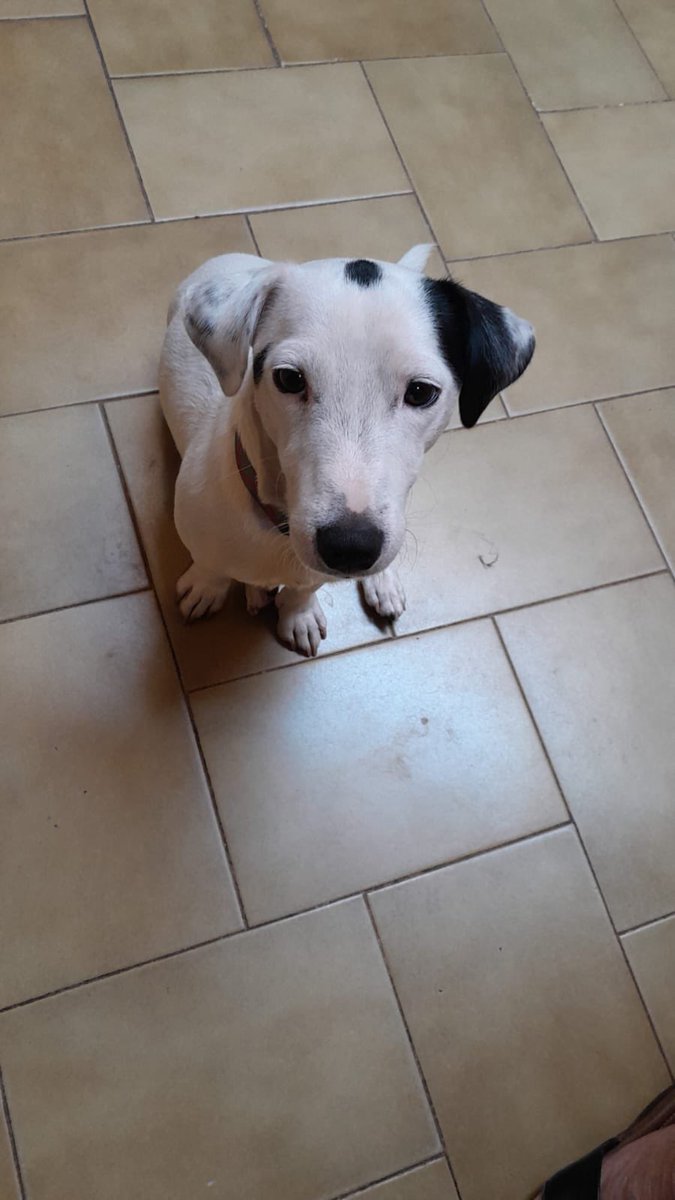 ivanacunam's tweet photo. Me toca probar la magia de twitter para encontrar a mi perro Rocco. Se perdió en zona barrio Virgen del Huerto de Asunción - Neurosiquiatrico. Se agradece RT para encontrarlo. Cualquier info al 0981507482. https://t.co/3P0nXX1CFC