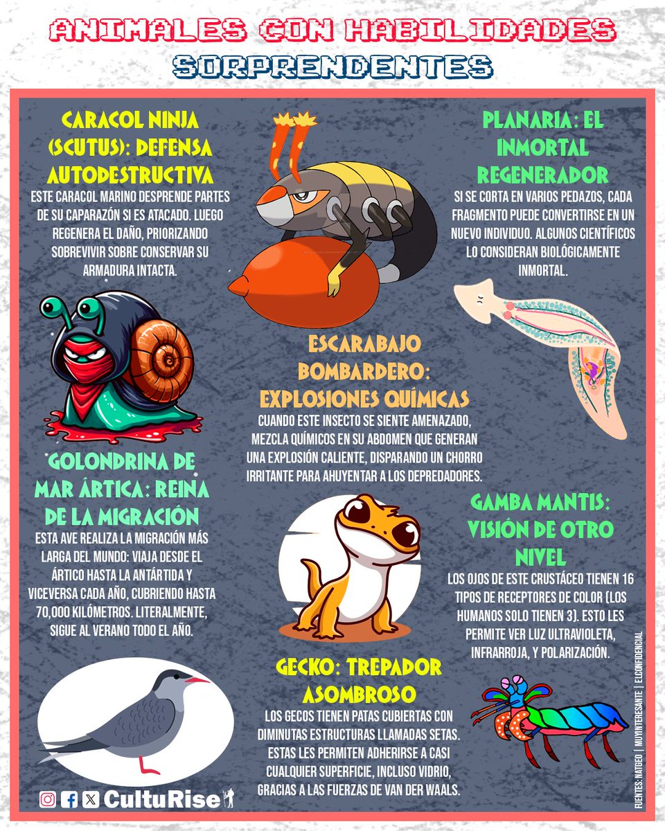 Animales con Habilidades Sorprendentes
#animal #animals #animallover #animalrescue #animallove #animallovers #animalkingdom #animalcrossing #animalphotography #habilidades #wild #wildlife #wildanimals #wilderness #wildlifeplanet #salvaje #nature #natureza