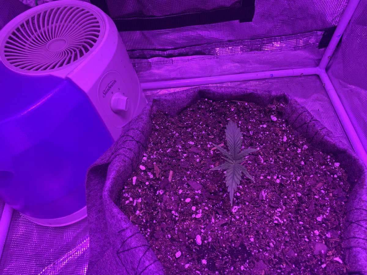 GrowsOhio's tweet photo. Blue Dream is thickening up in the stem, should see some growth in a few days!!! Just waiting for sprouts, and the autos are cooking!!!!
.
#vivosun #marshydro #organic #foxfarm #gaiagreen #buildasoil #autoflower #loyaltothesoil #cannafam https://t.co/2ehcPhVWnS