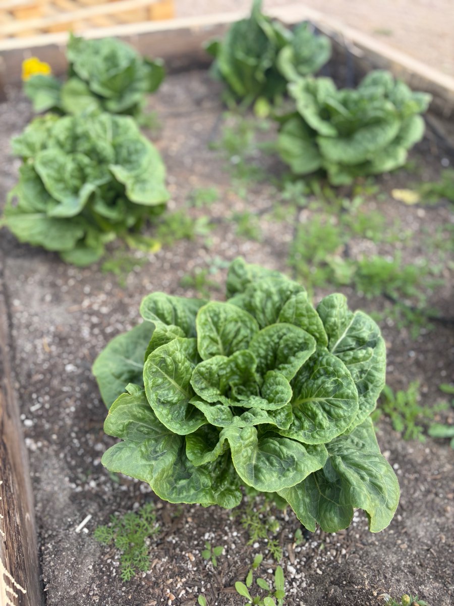 Buckeye Elementary School District tweet media