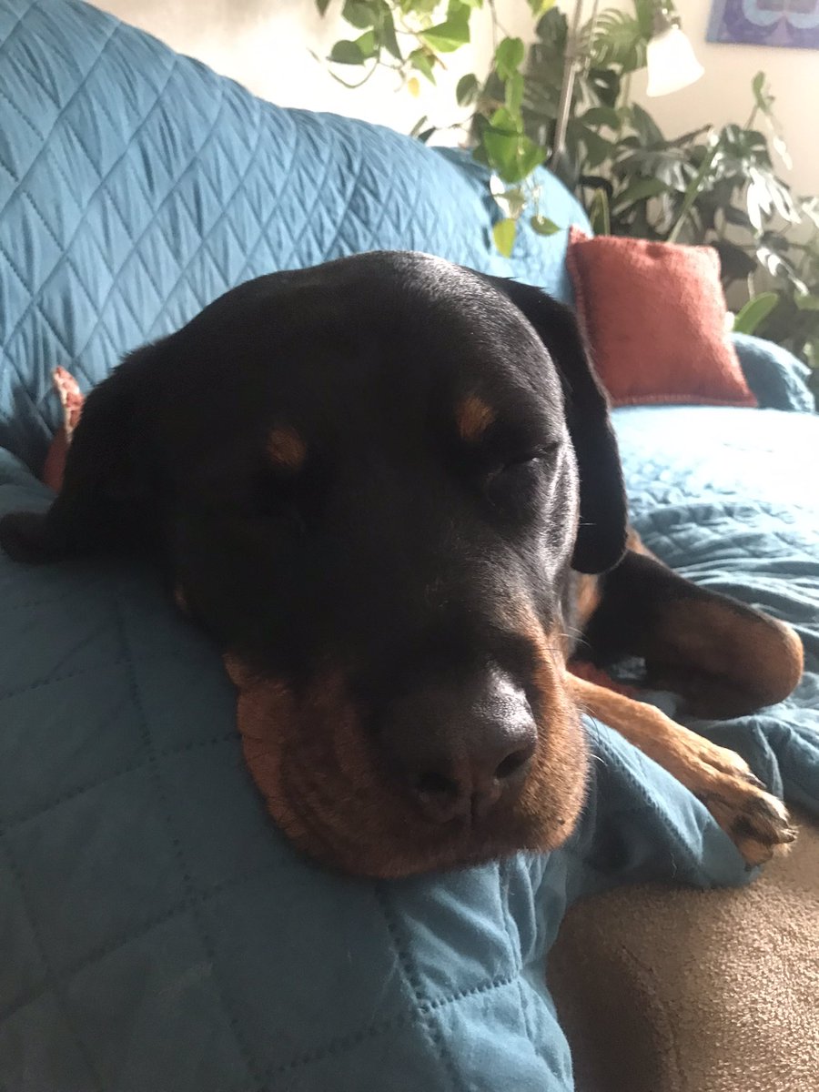 Rayna the Rottie tweet media