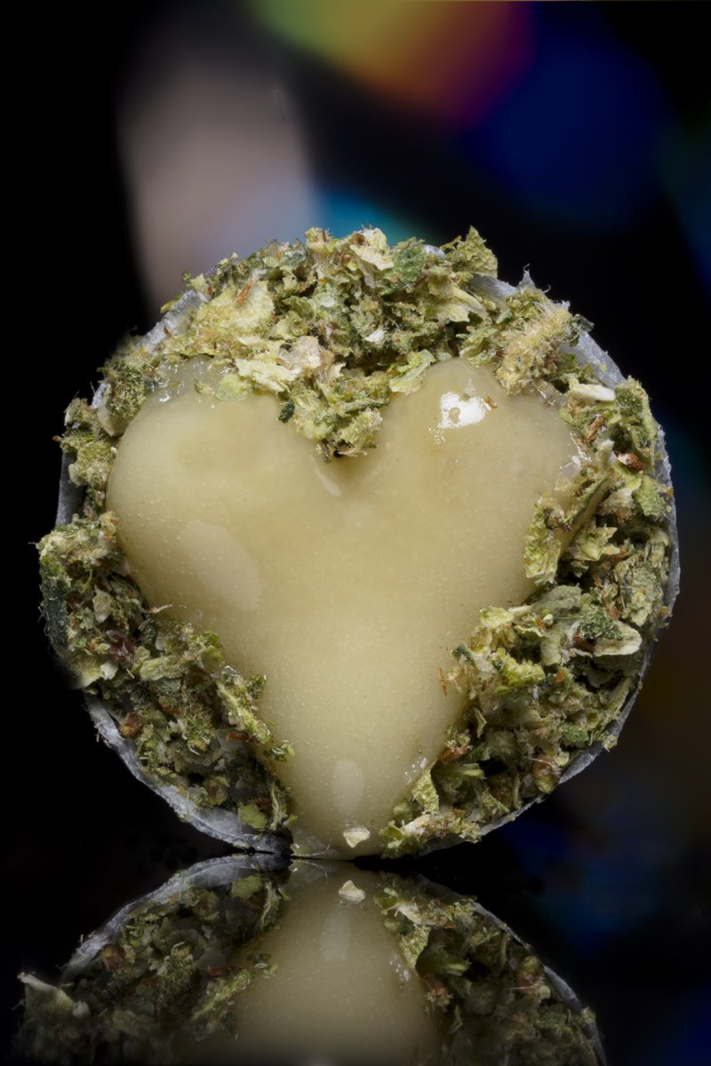 Terpshotzphotography tweet media