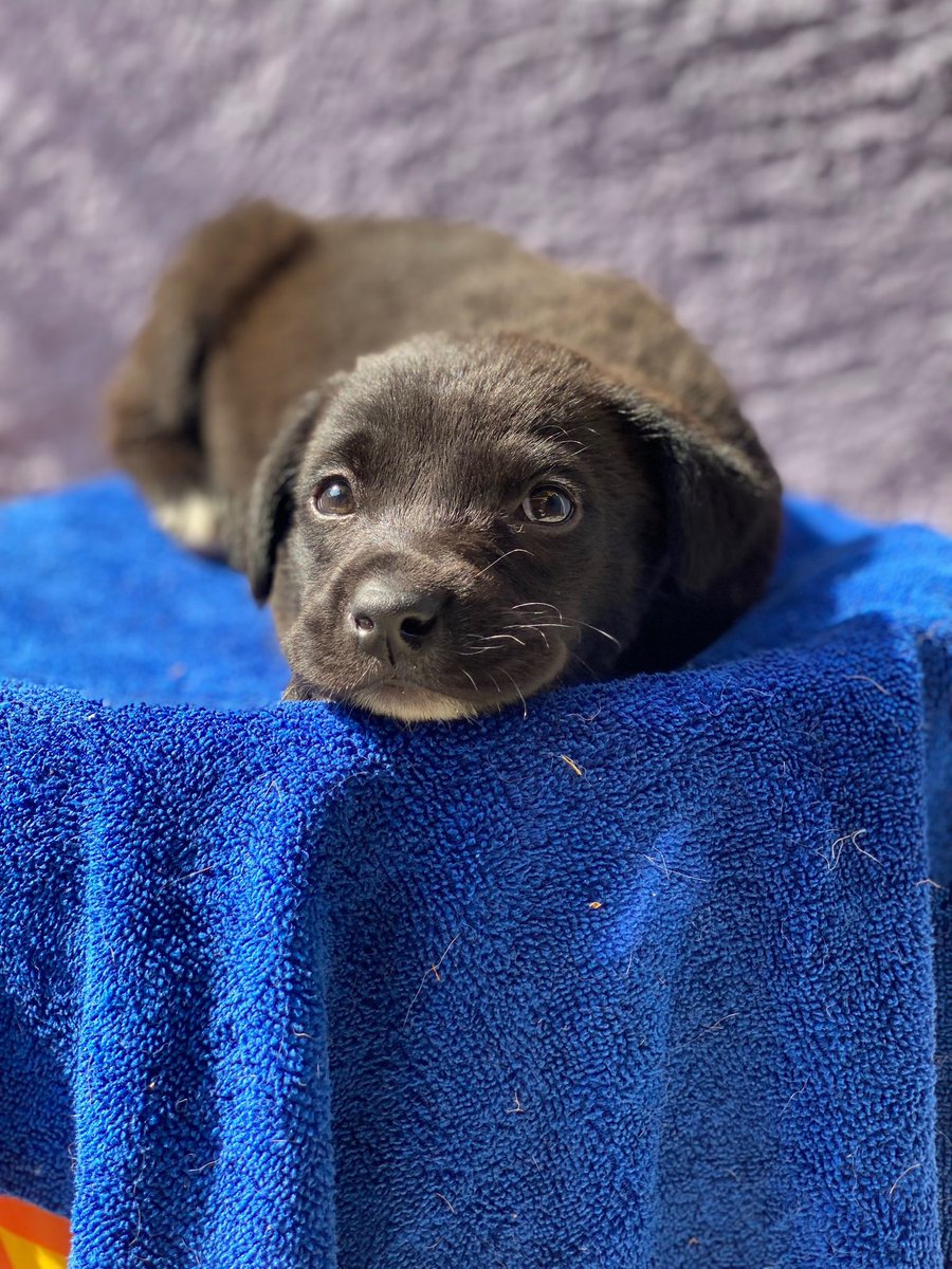 Hola,disculpa que te moleste pero necesito una familia.

Soy una pequeñita rescatada en busca de un hogar.

Me llamo Luneta,adóptame 
Estoy en Cdmx