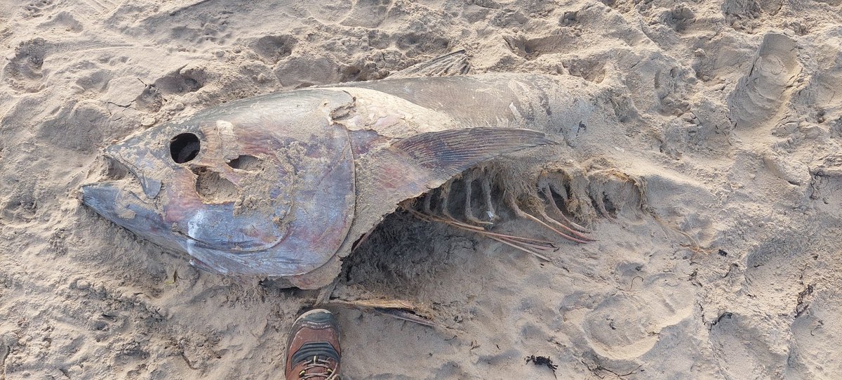 OliverPrysJones's tweet photo. @IoloWilliams2 thought this might interest you - remains of a v large tuna on Llanddwyn beach, Ynys Môn. So they're now off our coastline. https://t.co/HbvqifPx8r