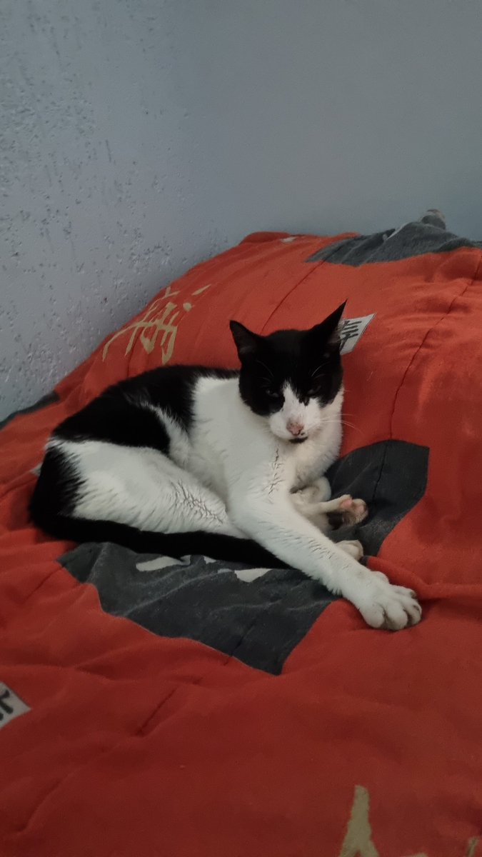 ackerswiftie's tweet photo. Ainda bem que só tenho gatos lindos https://t.co/yOzqqvb4JY