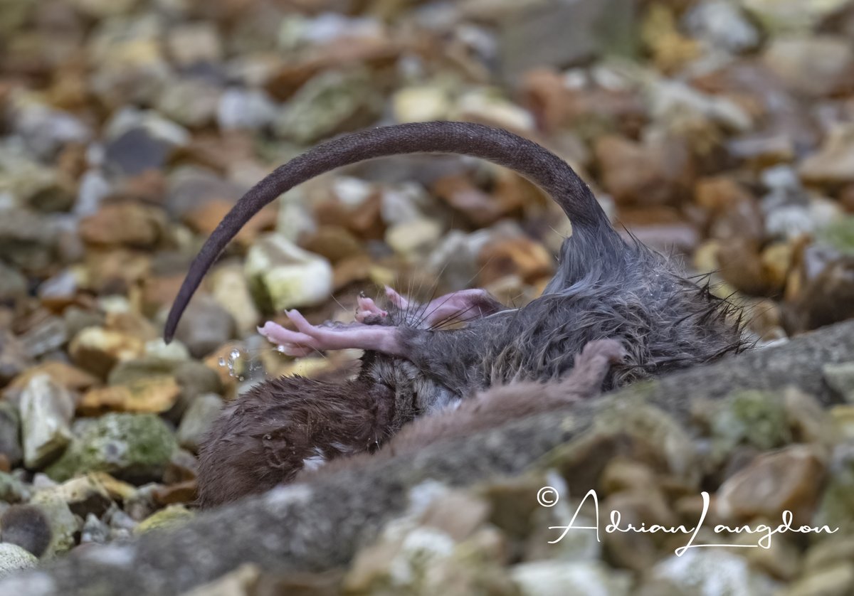 Adrian Langdon (@maxshearwater) on Twitter photo Weasel v Rat in the garden pond today. Both left bloodied but still alive after a lot of scrapping. #wildcornwall <a href="/BobBosisto/">Bob Bosisto</a> <a href="/Kernowringer/">Peter Roseveare</a> <a href="/camelbirder/">Derek Julian</a> <a href="/JasminaGoodair/">Jasmina Goodair</a> <a href="/BBCWinterwatch/">BBC Winterwatch</a> Weasel v Rat in the garden pond today. Both left bloodied but still alive after a lot of scrapping. #wildcornwall <a href="/BobBosisto/">Bob Bosisto</a> <a href="/Kernowringer/">Peter Roseveare</a> <a href="/camelbirder/">Derek Julian</a> <a href="/JasminaGoodair/">Jasmina Goodair</a> <a href="/BBCWinterwatch/">BBC Winterwatch</a>