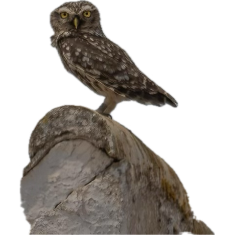 yvensa's tweet photo. @michaelastracha @ChrisGPackham @IoloWilliams2 @BBCSpringwatch How about treating a Jane average to join the team as a very very special moment !!!!!……. https://t.co/hYoILIb4Ra