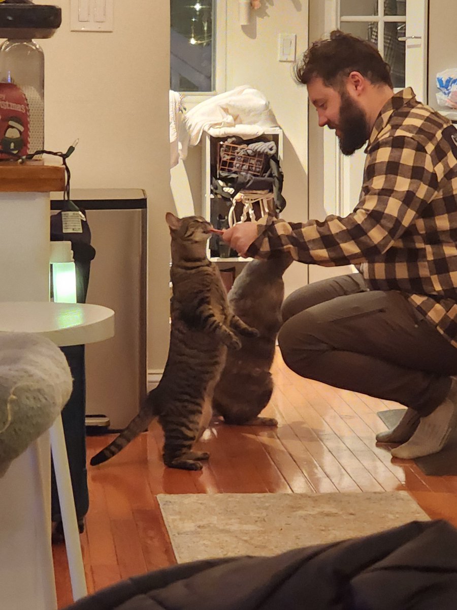 Lipperson's tweet photo. I believe cat pictures are still pretty evergreen on the internet, and it feels like a good time for more cat pics. With that, happy 3rd Gotcha Day to my two furrballs, Cici and Lola https://t.co/fY0AzRTApT