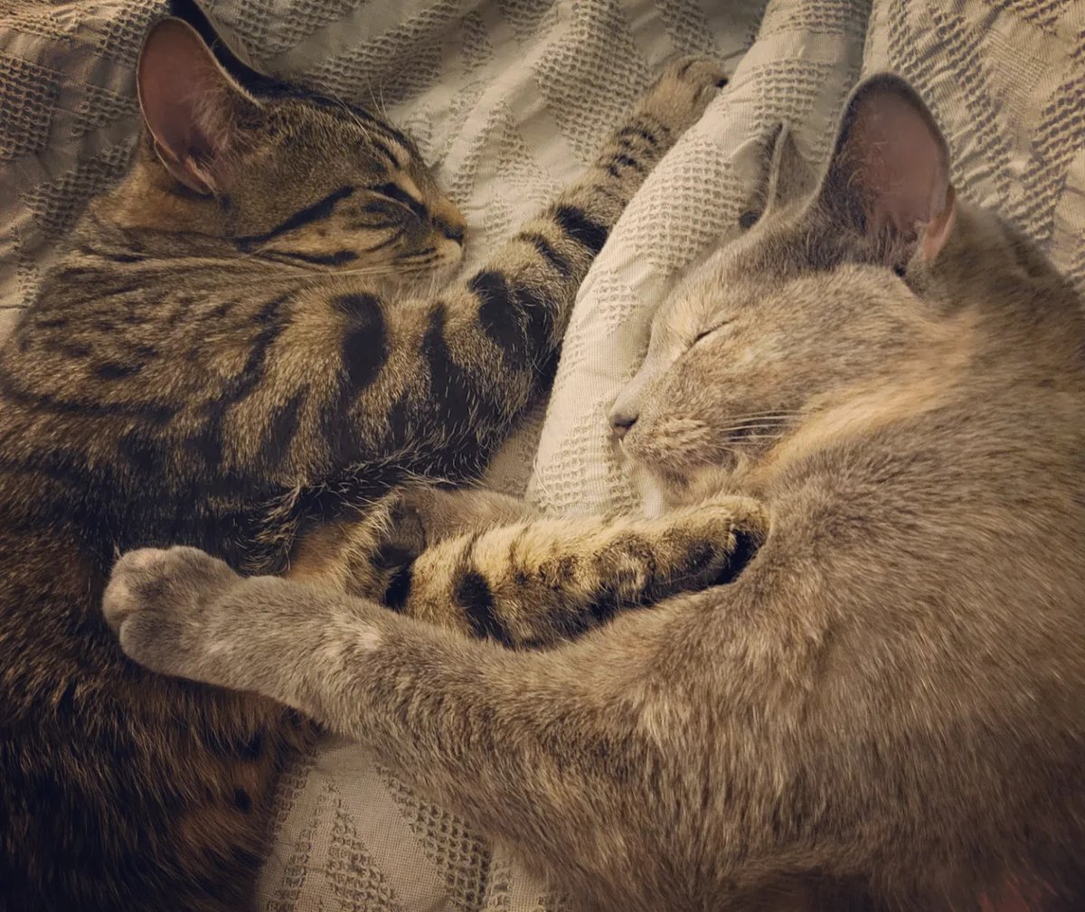 Lipperson's tweet photo. I believe cat pictures are still pretty evergreen on the internet, and it feels like a good time for more cat pics. With that, happy 3rd Gotcha Day to my two furrballs, Cici and Lola https://t.co/fY0AzRTApT