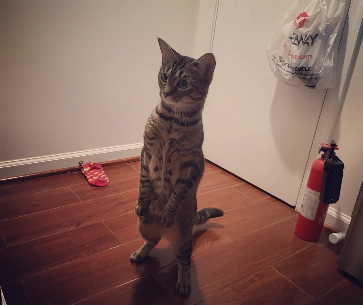 Lipperson's tweet photo. I believe cat pictures are still pretty evergreen on the internet, and it feels like a good time for more cat pics. With that, happy 3rd Gotcha Day to my two furrballs, Cici and Lola https://t.co/fY0AzRTApT