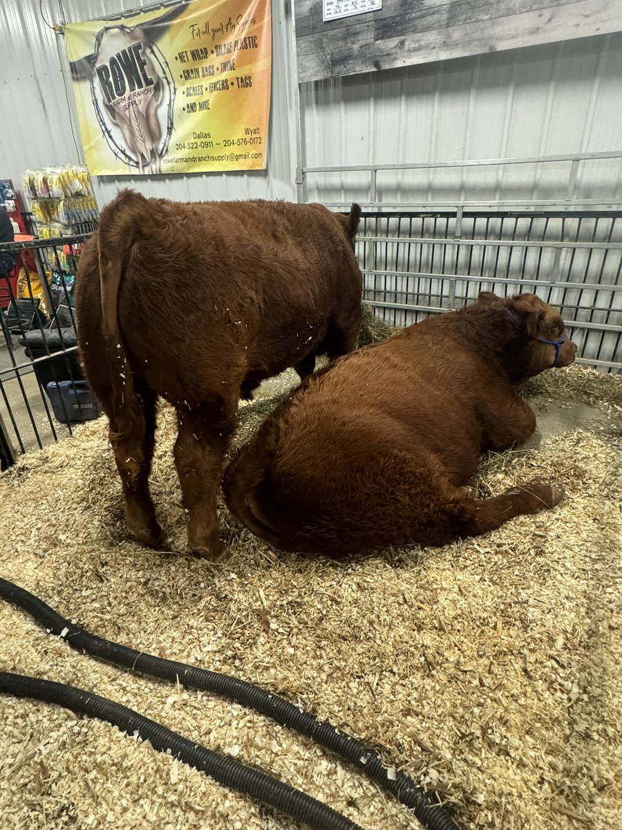 Hey <a href="/paulmrobertson1/">Paul Robertson</a> these got enough fur for ya? #Gelbvieh #AgDays2025   Not bad for March calves😎