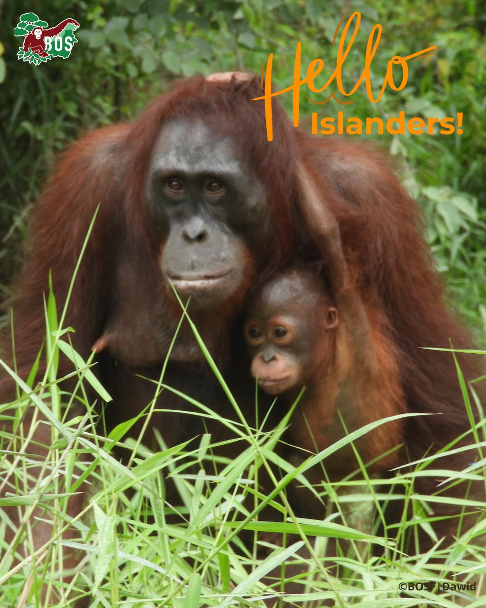 BOS_AUS's tweet image. This #WildWednesday, let’s check in with one of our pre-release islanders, female #orangutan Mozza.

The BOS Foundation technicians observed her around feeding platform 9 on Kaja Island with her infant.

orangutans.com.au

#saveorangutans #conservation