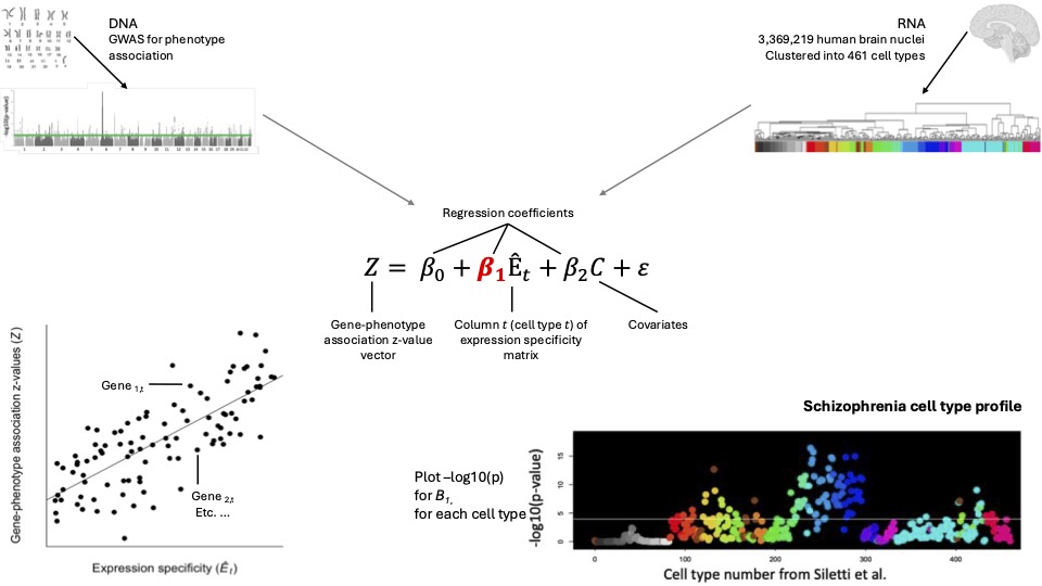 Laramie Duncan (@laramieduncan) on Twitter photo We are thrilled to share this work linking specific human brain cell types to psychiatric and neurological disorders, out now in <a href="/NatureNeuro/">Nature Neuroscience</a> rdcu.be/d6Tcy See below for an overview and thanks to the amazing Tayden Li, <a href="/willgiardino/">William Giardino</a>, <a href="/deissero/">Deis Sero</a>, and so many others! We are thrilled to share this work linking specific human brain cell types to psychiatric and neurological disorders, out now in <a href="/NatureNeuro/">Nature Neuroscience</a> rdcu.be/d6Tcy See below for an overview and thanks to the amazing Tayden Li, <a href="/willgiardino/">William Giardino</a>, <a href="/deissero/">Deis Sero</a>, and so many others!