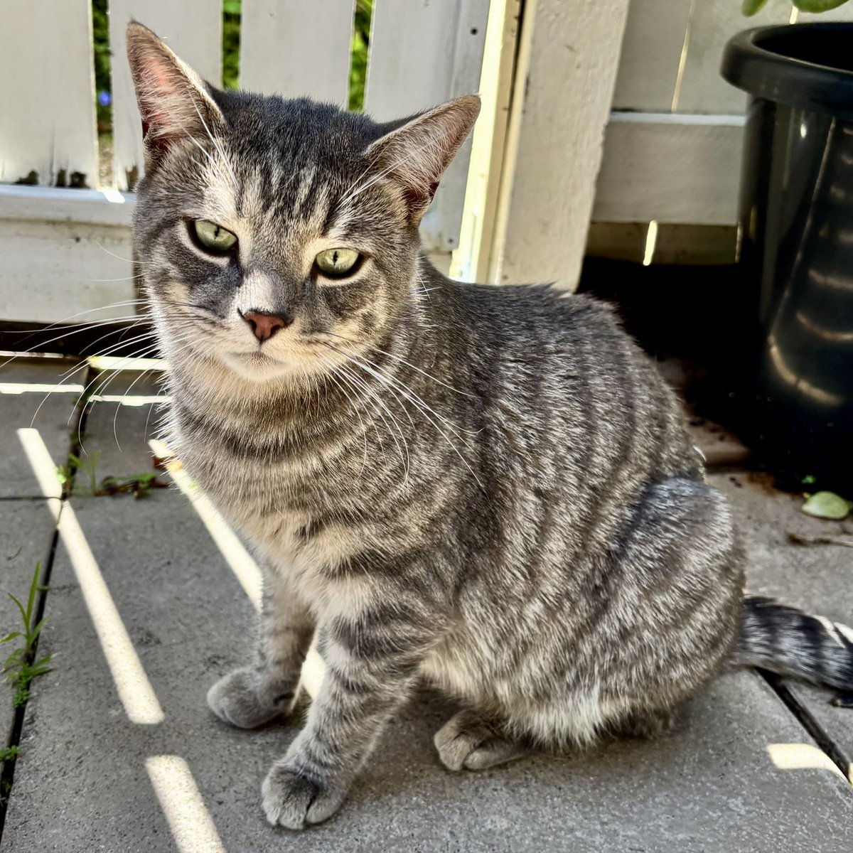 i am a Wolf Puppy!
- small
- grey
- furry
- goes Awoooo!!