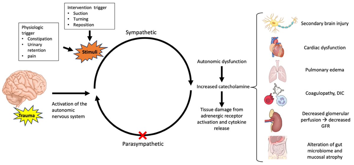 Early Autonomic Dysfunction in Traumatic Brain Injury

CCR Journal Watch
criticalcarereviews.com/latest-evidenc…

Get the latest critical care literature every weekend via the CCR Newsletter - subscribe at criticalcarereviews.com/newsletters/su…
