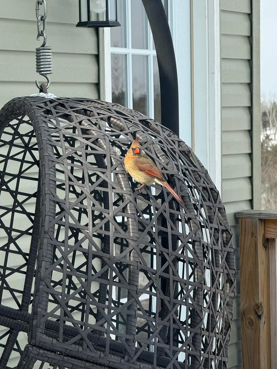 SindaFkinRella's tweet image. Hi pretty Birdie🩷
#FemaleCardinal