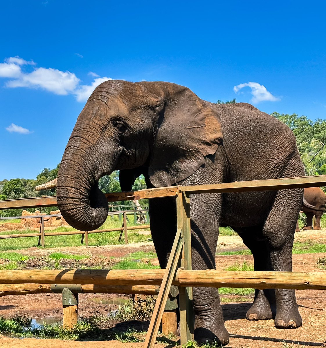 QuantumTravel20's tweet photo. Protecting majestic African elephants in their sanctuary, where they thrive in safety and freedom. 🐘🌿 at Elephant Sanctuary Hartbeespoort South Africa 

 #southafrica #africanelephant #elephant #elephant🐘 #elephantlove #africanelephant #southafricantourism #southafrican https://t.co/Y0ynqFn2ka