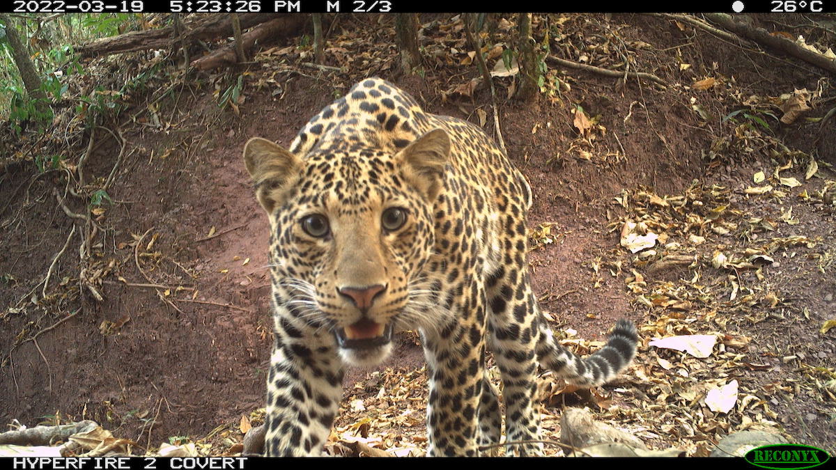 Karma Choki, #SDState graduate research assistant in the Department of Natural Resource Management, conducted Bhutan's first ever population estimate on a forgotten big cat: the elusive common leopard. 

🔗: bit.ly/42osDxz