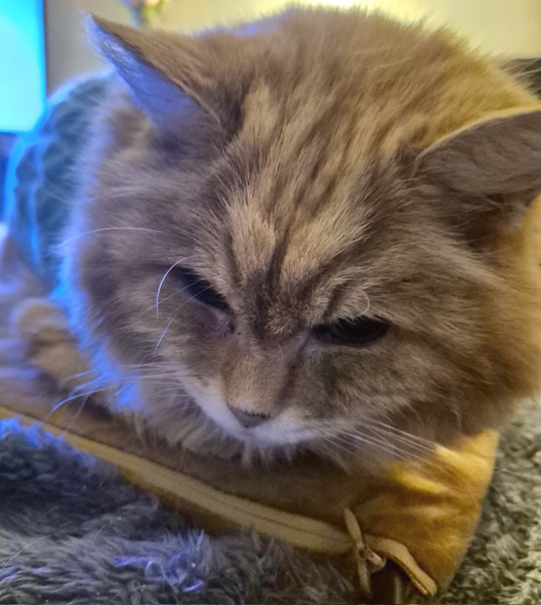 REDSJEWELS1's tweet photo. 'Me heat pad was off for half an hour..just can't get the staff these days!xx' πΎπΎ #Billcat #cats #CatsOfTwitter #CatsOnTwitter #CatsOfX #CatsOnX #CatsAreFamily #Hedgewatch https://t.co/4wBWWnlRIn