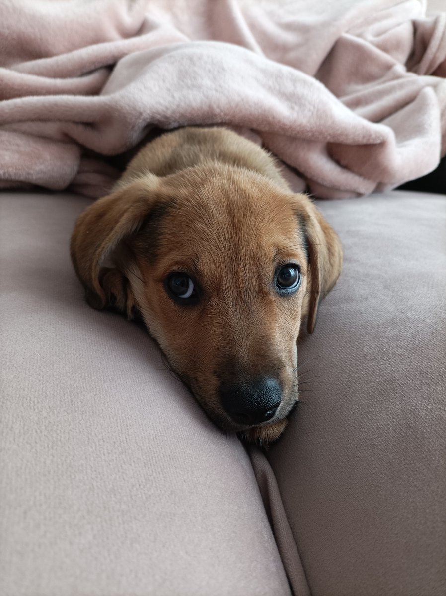 talktodeego_'s tweet image. hoje faz 1 ano que a ramona entrou em minha vida

eu só tenho que agradecer por isso, cada dia que passa eu enxergo o tanto que ela já fez por mim, sempre ao meu lado não importa quais são os planos, ela sempre está do meu lado

(foto do primeiro dia que ela chegou em casa)