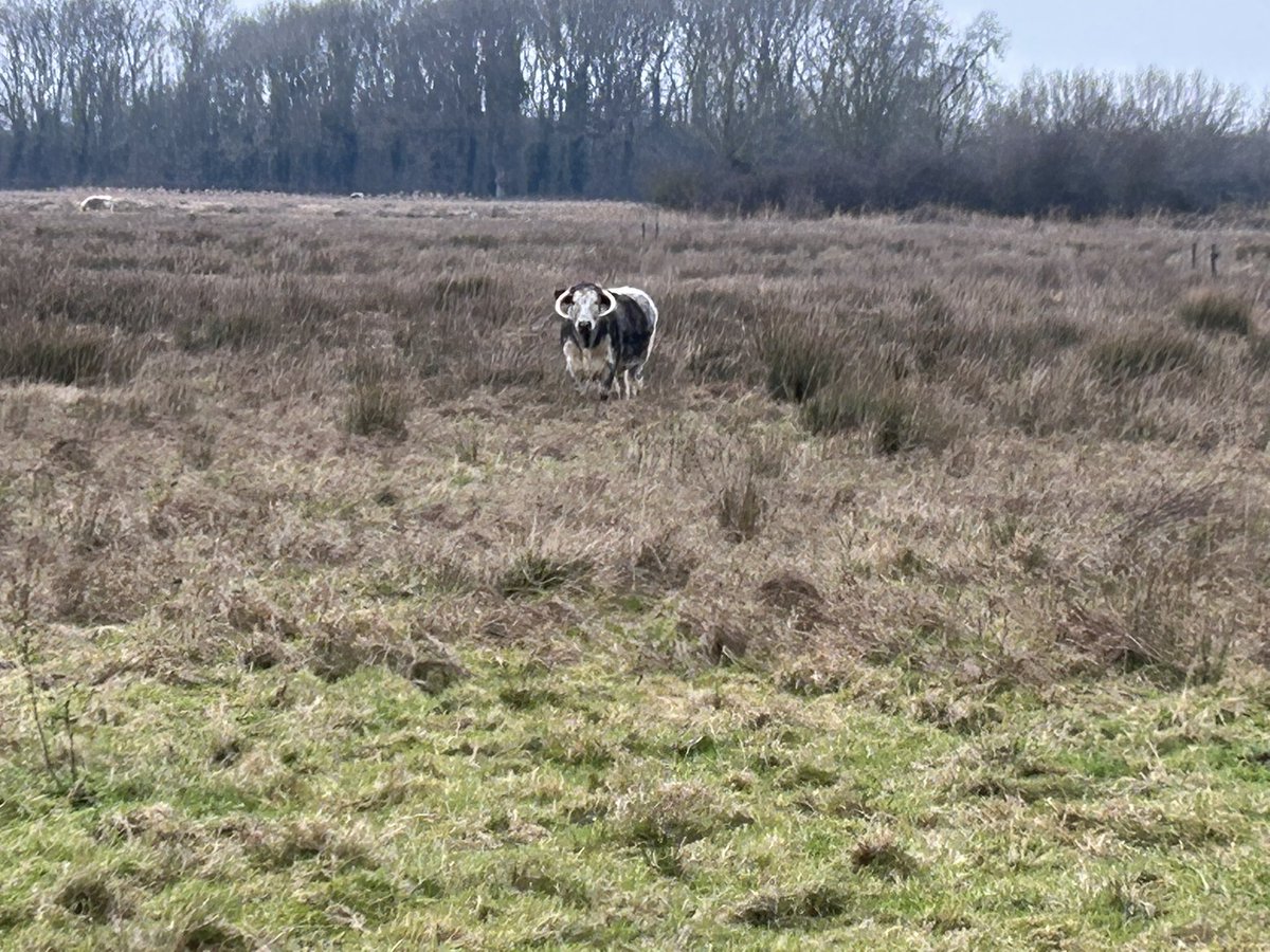 Sybil Ruscoe tweet media