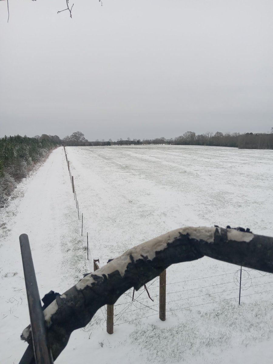 DelbertWoo39763's tweet photo. Deer not moving yet. They don't know snow here in Tylertown lol. https://t.co/BR380JT0rN