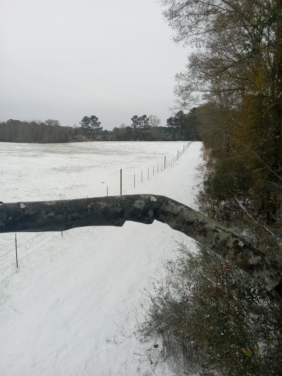 DelbertWoo39763's tweet photo. Deer not moving yet. They don't know snow here in Tylertown lol. https://t.co/BR380JT0rN