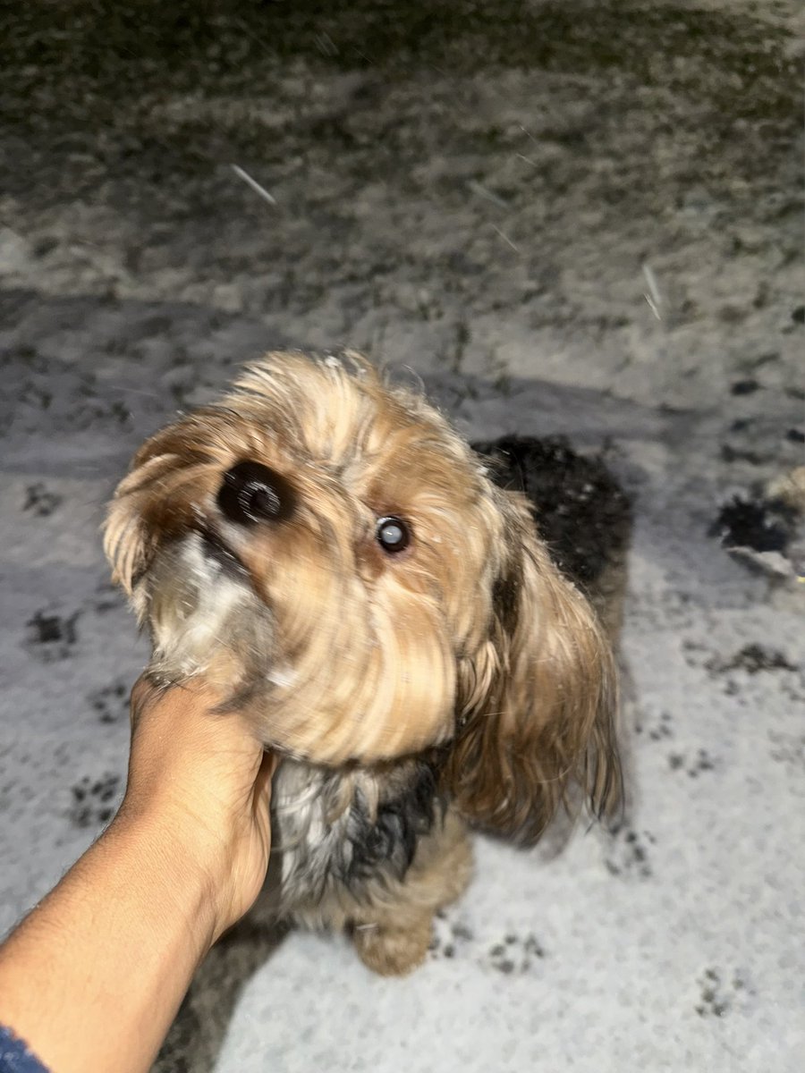 _itsamberlyn's tweet photo. Ace 2nd snow in Houston 🥹🐾🖤 https://t.co/OJ9R2hOTxN