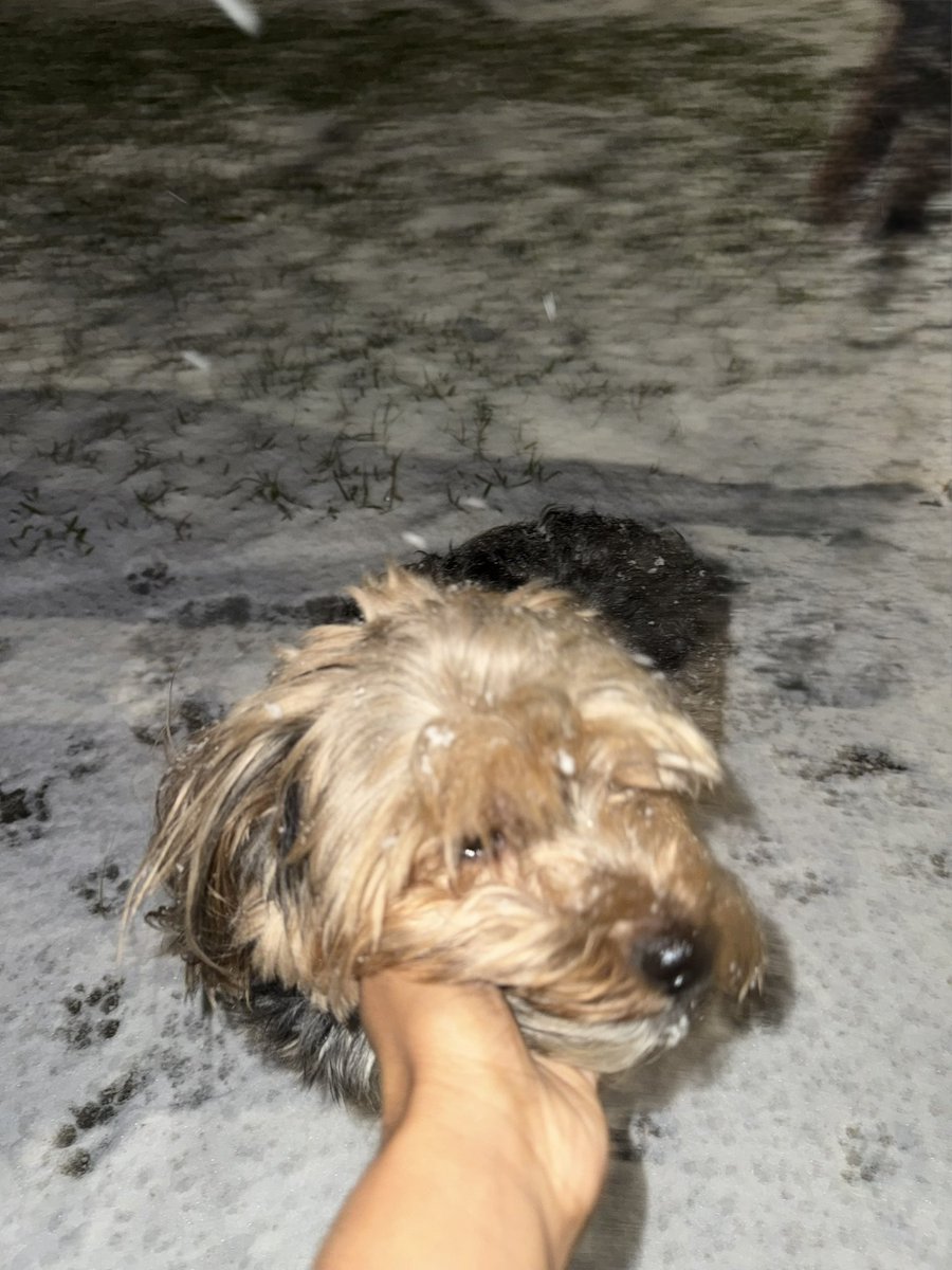_itsamberlyn's tweet photo. Ace 2nd snow in Houston 🥹🐾🖤 https://t.co/OJ9R2hOTxN