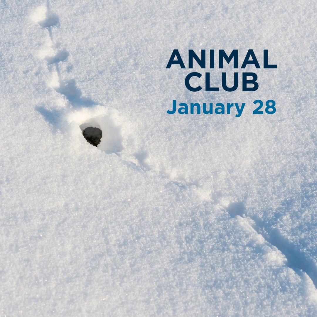 Who’s scuttling under the snow? 🐾
Join virtual Animal Club on Jan 28 at 6 pm to meet Wild Center animal ambassadors &amp; explore the subnivean zone—a hidden winter world!
🎟️ $15/screen (FREE for members!) → bit.ly/scuttlingthrou…