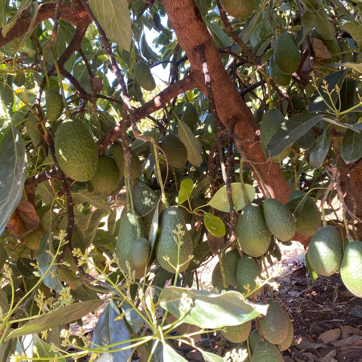 Desde México nos envían estas fotos de una cosecha recogida de una huerta de aguacate.🥑 Se aplicó toda la solución de de GranAvocado by Yara, con productos como: YaraLiva NITRABOR, YaraMila COMPLEX, YaraRega AZUTEK, YaraRega HARMONITEK, YaraTera CALCINIT y YaraVita.💚 👨‍🌾 👩‍🌾