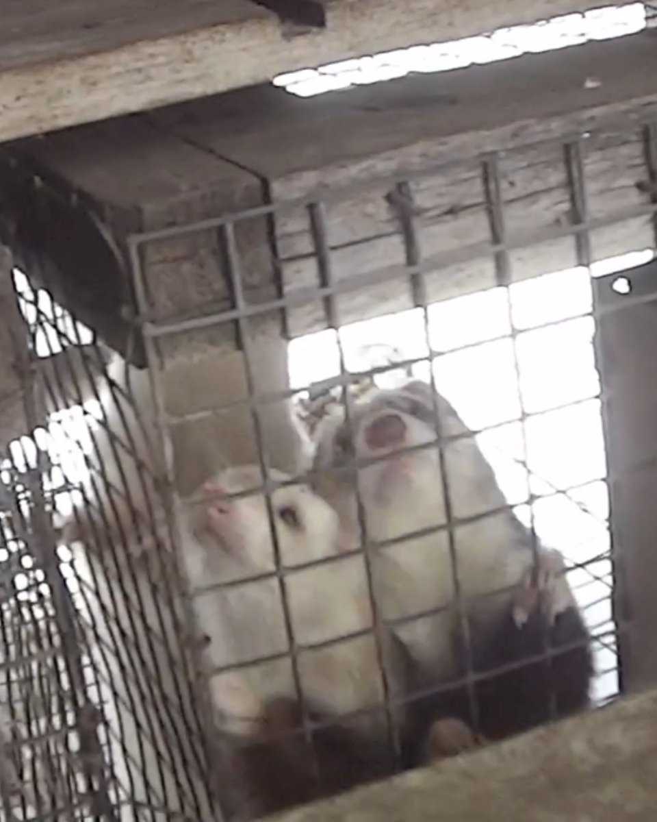AnimalJustice's tweet image. SHOCKING: This is where pet #ferrets are bred 💔 Our new footage exposes appalling, likely illegal conditions in Canada's largest ferret mill.

Authorities must investigate, seize these animals, &amp;amp; place them in the care of trusted rescue orgs.

Act now ➡️  animaljustice.ca/FerretFarm