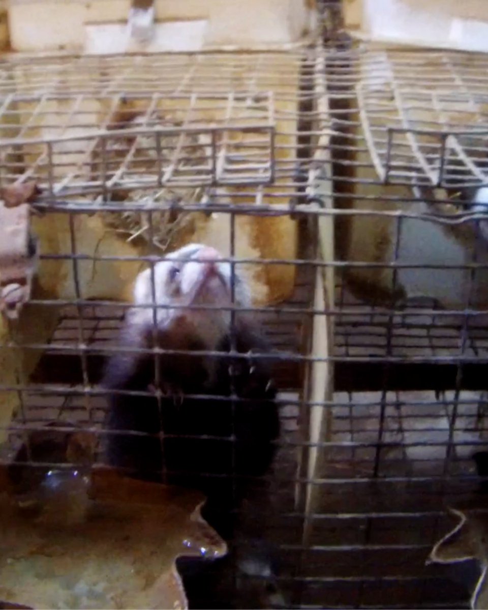 AnimalJustice's tweet image. SHOCKING: This is where pet #ferrets are bred 💔 Our new footage exposes appalling, likely illegal conditions in Canada's largest ferret mill.

Authorities must investigate, seize these animals, &amp;amp; place them in the care of trusted rescue orgs.

Act now ➡️  animaljustice.ca/FerretFarm
