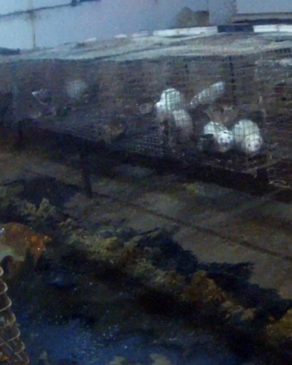 AnimalJustice's tweet image. SHOCKING: This is where pet #ferrets are bred 💔 Our new footage exposes appalling, likely illegal conditions in Canada's largest ferret mill.

Authorities must investigate, seize these animals, &amp;amp; place them in the care of trusted rescue orgs.

Act now ➡️  animaljustice.ca/FerretFarm