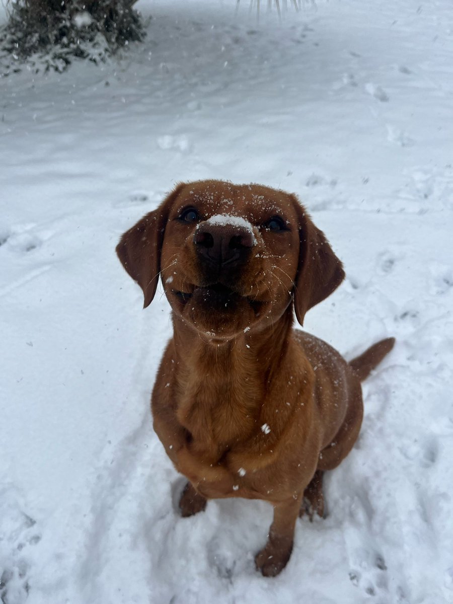 BryleeWVTM13's tweet photo. First time seeing snow for this South Alabama pup! Enjoy these pictures of my sister- in-law’s dog “Lou” ❄️ https://t.co/j043h1efMy
